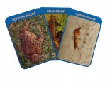 Karty vodních organismů – Sada vzdělávacích karet pro MŠ